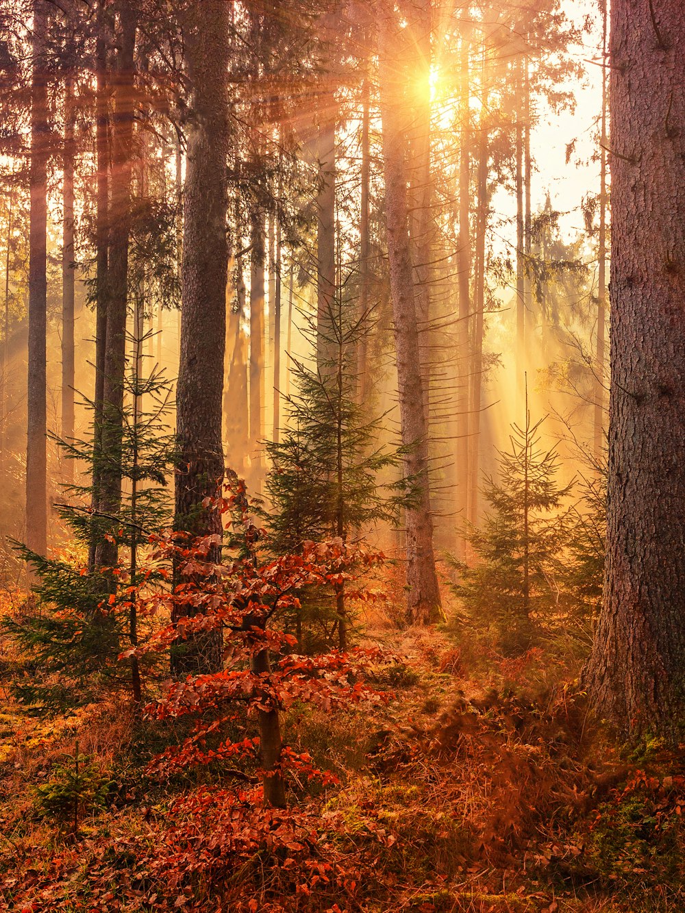 Sunlight through a dense canopy of trees